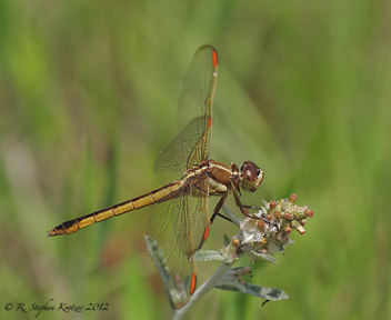 Libellula auripennis, female